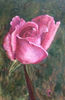 Rose oil painting flowers 10x15cm 1.jpg