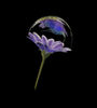 Daisy gerbera flower design.jpg