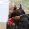 automaticchickenwatercupbirdcoop1.png