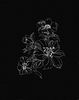 Lily flower on black background.jpg