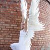 angel wings supernatural,.jpg
