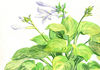 Garden flowering plant Hosta flowers. Watercolor painting.jpg