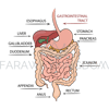 PANCREAS GASTROINTESTINAL TRACT [site].png