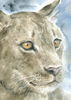 Portrait of a lioness.DPW2 2.jpg