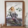 01 Watercolor artworkl painting in a frame -  bird Hoopoe  8.2 - 11.6 in ( 21-29,7cm )..jpg