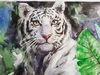 1 Watercolor artwork painting white tiger 15.7- 11.6 in (40 - 29.7  cm)..jpg