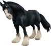 Horse (5).png
