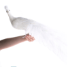 White Closed Tail Feathered 2.PNG