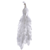 White Closed Tail Feathered 3.PNG