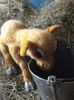 calf Borka. Cow knitting pattern by ola oslopova.jpg