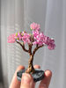 Pink-bonsai-in-hand.jpeg