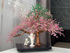 Cherry-blossom-tree-on-a-table-1.jpeg