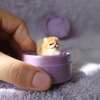 miniaturedog
