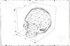 polygonal-skull-size_1200px.jpg