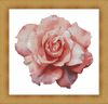 Watercolor Pink Rose2.jpg
