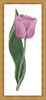 Pink Tulip2.jpg