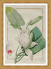 Magnolia By Pierre Joseph Redoute2.jpg