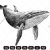 whale imv.jpg