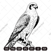 falcon imv.jpg