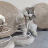 YXkxCat-Scratching-Amusement-Plate-Plush-Spring-Plate-Playing-Cat-Toy-Mouse-Spiral-Steel-Wire-Spring-Linen.jpg