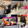 jcOHPlush-Dog-Toy-Animals-Shape-Bite-Resistant-Squeaky-Toys-Corduroy-Dog-Toys-for-Small-Large-Dogs.jpg