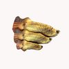 fFMBCat-Toy-Training-Entertainment-Fish-Plush-Stuffed-Pillow-20Cm-Simulation-Fish-Cat-Toy-Fish-Interactive-Pet.jpg
