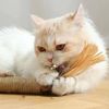 zL8QCatnip-Cat-Toys-Natural-Matatabi-Pet-Cat-Snacks-Stick-Cleans-Tooth-Removers-Hair-to-Promote-Digestion.jpg