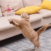 P4GGInteractive-Cat-Toys-Funny-Feather-Teaser-Stick-with-Bell-Pets-Collar-Kitten-Playing-Teaser-Wand-Training.jpg