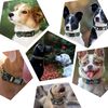 EwoDPersonalized-Dog-Collar-Leash-Custom-Puppy-Pet-Collar-Pitbull-Collars-Pet-Product-Small-Dog-Collar-for.jpg