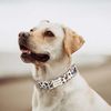 1mkmPersonalized-Dog-Collar-Name-Free-Engraved-Custom-ID-Collars-for-Small-Medium-Large-Dogs-Puppy-Necklace.jpg