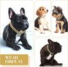 QpG4Luxury-Gold-Dog-Chain-Collar-Cuban-Chain-Link-Choke-Collar-for-Small-Medium-Large-Dogs-Cats.jpg