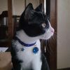 YsqmVelvet-Bronzing-Star-Adjustable-Necklace-For-Cats-Puppy-Fishbone-Sakura-Starry-Sky-Collar-Chic-Pets-Supplies.jpg