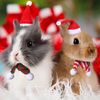 CmgMHamster-Christmas-Costume-Guinea-Pig-Mini-Small-Pet-Items-Hat-Scarf-Headwear-Pet-Outfits-for-Chinchilla.jpg