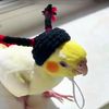 PygCCute-Pet-Knitted-Hat-Hamster-Guinea-Pig-Hats-Costume-Mini-Small-Pet-Items-Parrot-Funny-Headwear.jpg