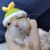 1RwFCute-Pet-Knitted-Hat-Hamster-Guinea-Pig-Hats-Costume-Mini-Small-Pet-Items-Parrot-Funny-Headwear.jpg