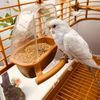 3hkUBird-Cage-Feeder-Parrot-Birds-Water-Hanging-Bowl-Parakeet-Feeder-Box-Pet-Cage-Plastic-Food-Container.jpg