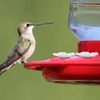 7mjG10Pcs-Hummingbird-Feeders-Replacement-Flowers-Outdoor-Plastic-Replacement-Feeding-Ports-Bird-Hanging-Feeder.jpg