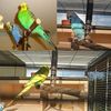 hMm7T-Shape-Natural-Wooden-Pets-Parrots-Perches-Standing-Rack-18-15cm-Birds-Supplies-Cage-Decor-Accessories.jpg