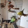 R5MfPet-Parrot-Wooden-Perch-Stand-Hanging-Climbing-Hammock-Swing-Standing-Training-Toys-Bird-Cage-Wood-Branch.jpg