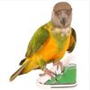 lAusMini-Canvas-Shoes-Parrot-Bird-Toys-Pet-Bird-Shoe-Cage-Decoration-Standing-Climbing-Toy-Parrot-Bird.jpg