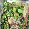 TUUtArtificial-Vine-Reptile-Lizards-Terrarium-Decoration-Chameleons-Climb-Rest-Plants-Leaves.jpg