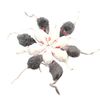zCST12Pcs-False-Mouse-Cat-Pet-Toys-Cat-Long-Haired-Tail-Mice-Sound-Rattling-Soft-Real-Rabbit.jpg
