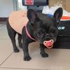 evDC1pc-Pet-Silicone-Pacifier-Pet-Calming-Pacifier-Chew-Toy-Food-Grade-Silicone-Supplies.jpg