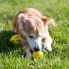 t5VpPet-Dog-Toy-Rubber-Dog-Ball-For-Puppy-Funny-Dog-Toys-For-Pet-Puppies-Large-Dogs.jpg