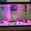 ndPA17-47cm-Aquarium-LED-Lighting-Submersible-Mood-Lamp-USB-Waterproof-Fish-Tank-Decorative-Plant-Grow-Light.jpg