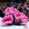 WBsj2022-New-Artificial-Resin-Coral-Reef-Aquarium-Ornaments-Landscaping-Fish-Tank-Decor-Home-Fish-Tank-Aquarium.jpeg