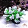 JwBW2022-New-Artificial-Resin-Coral-Reef-Aquarium-Ornaments-Landscaping-Fish-Tank-Decor-Home-Fish-Tank-Aquarium.jpeg