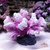 2DkZ2022-New-Artificial-Resin-Coral-Reef-Aquarium-Ornaments-Landscaping-Fish-Tank-Decor-Home-Fish-Tank-Aquarium.jpeg