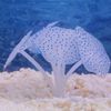 AkcB1Pcs-Silicone-Glowing-Artificial-Fish-Tank-Aquarium-Coral-Plants-Ornament-Underwater-Pets-Decor-Aquatic-Pet-Supplies.jpg