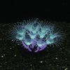 0ut21Pc-Silicone-Glowing-Artificial-Coral-Fish-Tank-Decorations-Glow-In-The-Dark-Fake-Coral-Ornament-Aquarium.jpeg